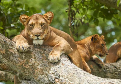 6-Day Wildlife & Primate Safari