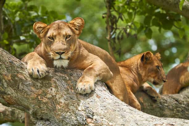 Queen Elizabeth National Park Tree Climbing Lions