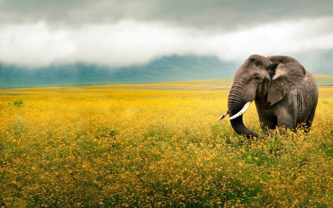 Elephant Yellow Field Tanzania