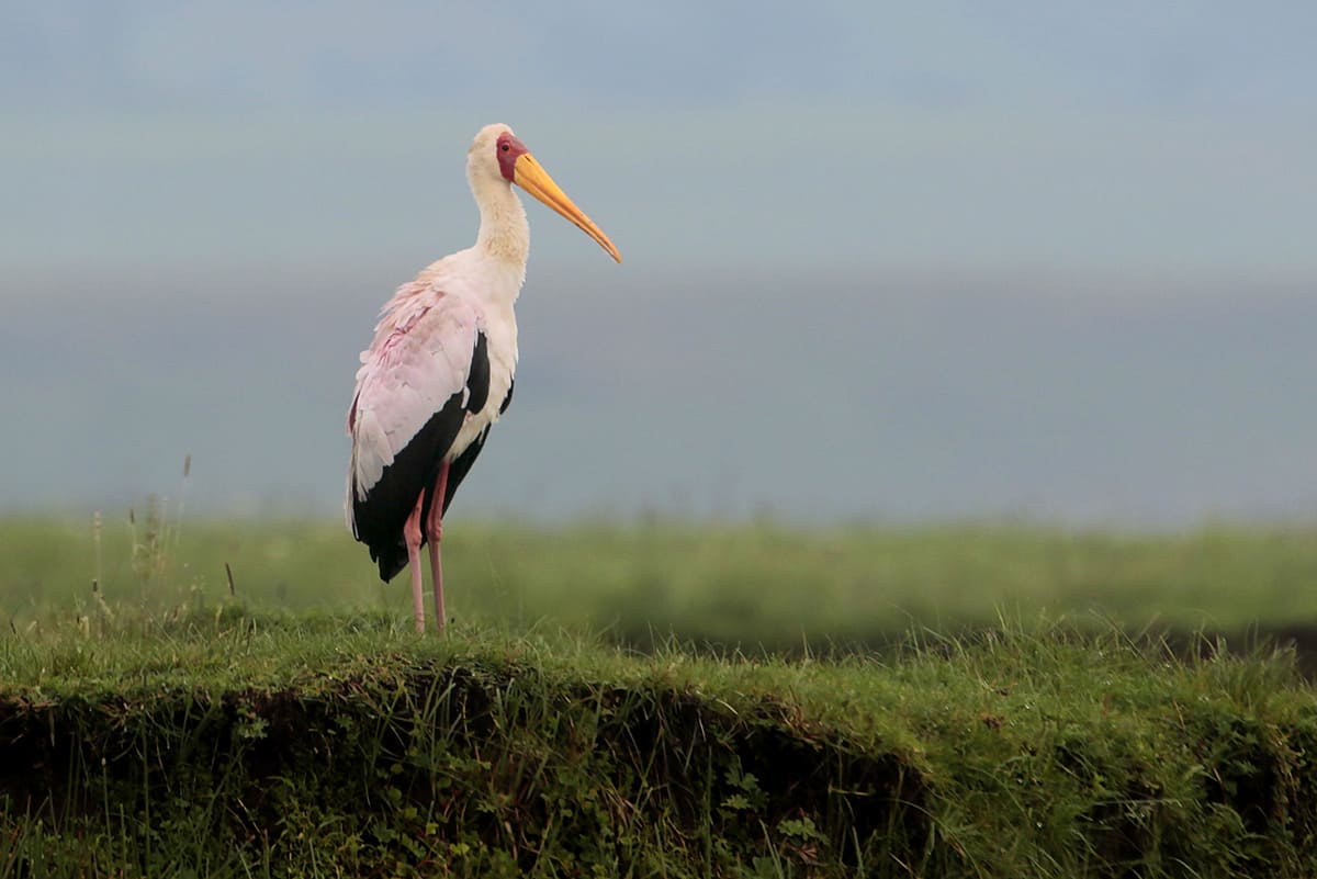 Yellow Billed Stork 48962128067 O