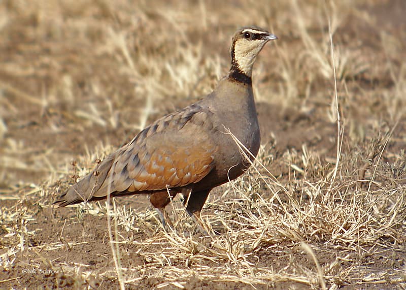Yellow Throated Sandgrouse 24321198065 O