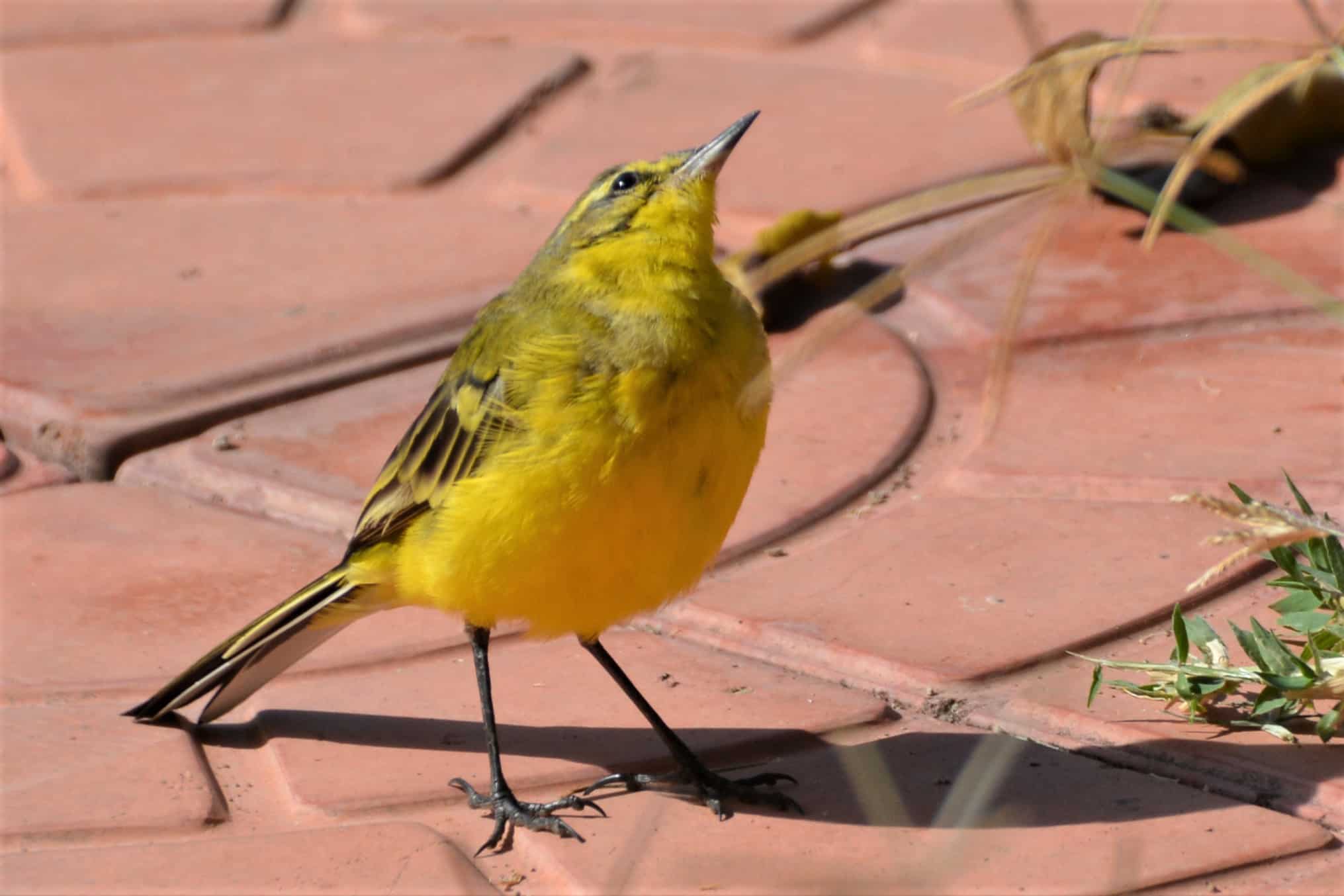Yellow Wagtail Flava 34142405905 O