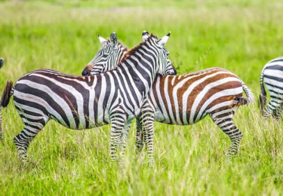 3-Day Lake Mburo Wildlife Safari