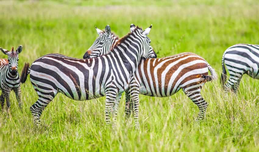 Zebras In Lake Mburo N.p (1)