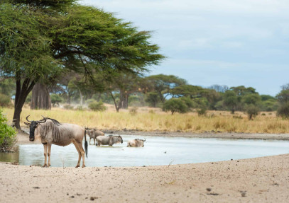 4-Day Tanzania National Parks