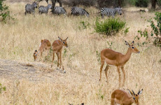 4-Day Tanzania Budget Camping Safari