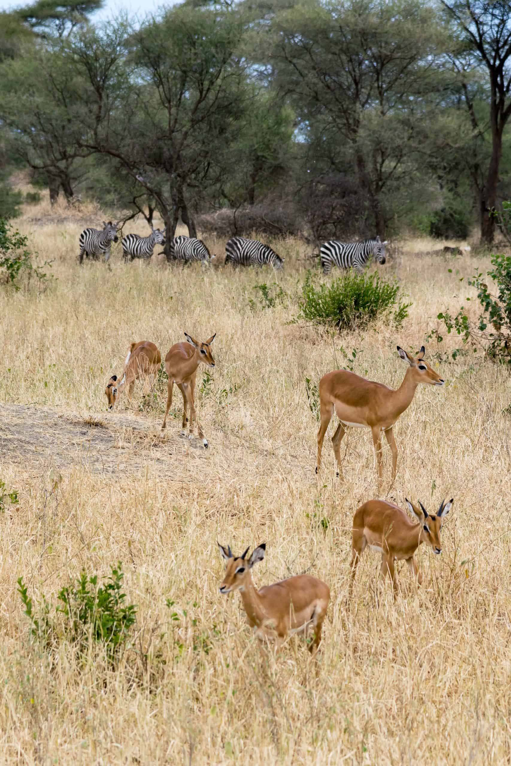 34 Tansania 07. August 2019