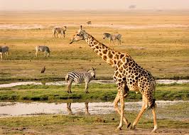 Chobe 18