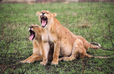 3 Days Tanzania National Park Safari