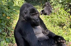 3-Day Gorilla Tracking Safari