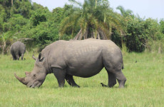1-Day Uganda Rhino Tracking Adventure