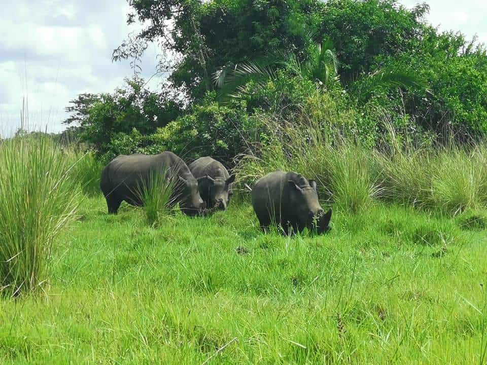 Rhinos In Uganda