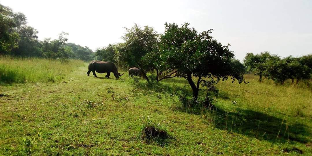 Rhinos