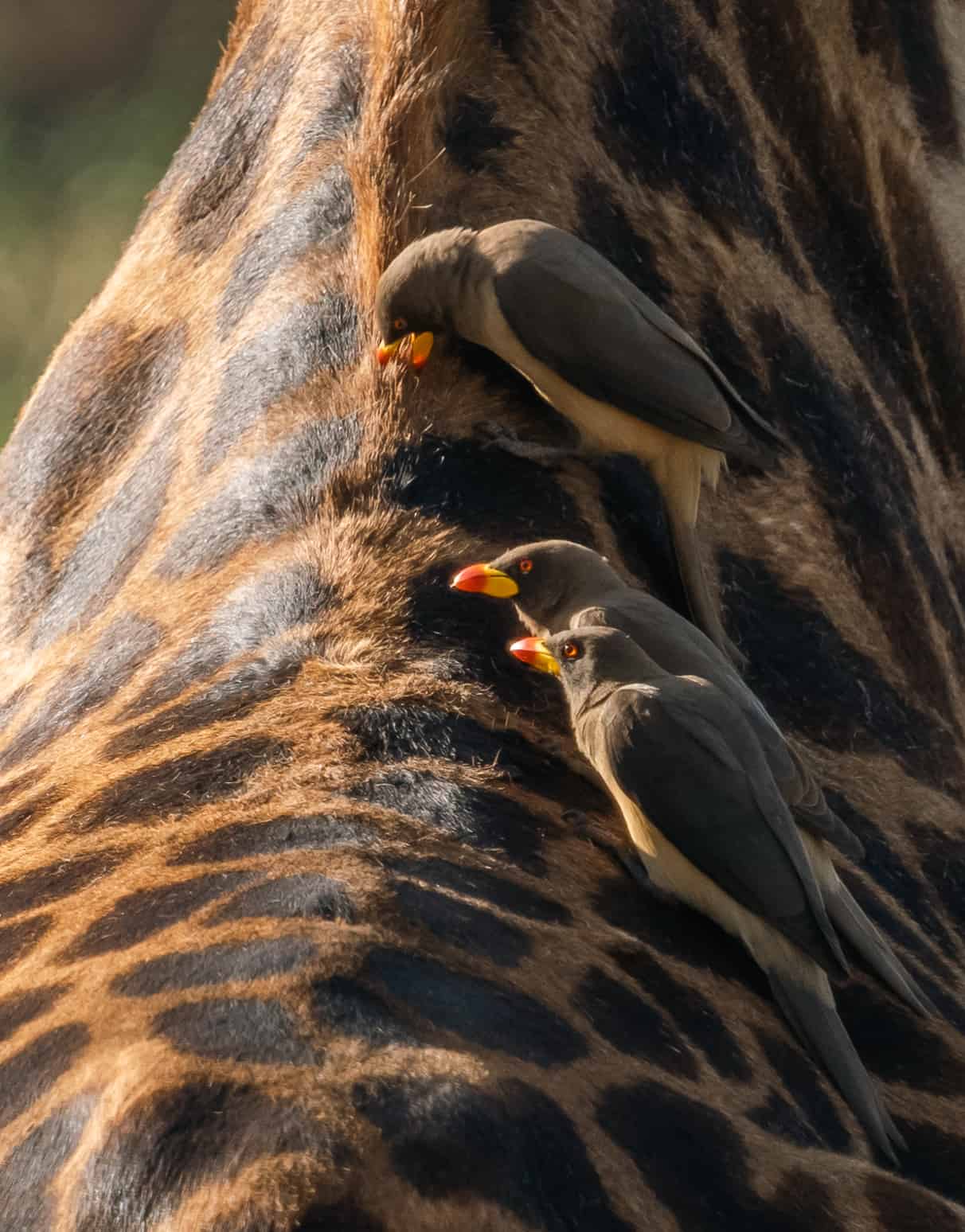 giraffe with oxpeckers