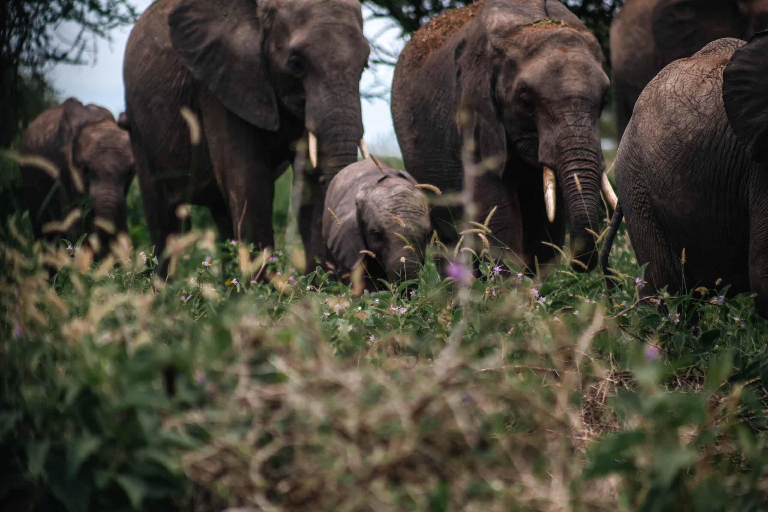 Tarangire Np