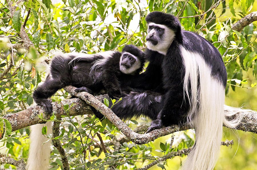 Arusha National Park