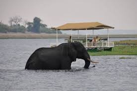 Chobe 5780