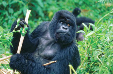 3-Day Gorilla Trekking in Bwindi Impenetrable Forest