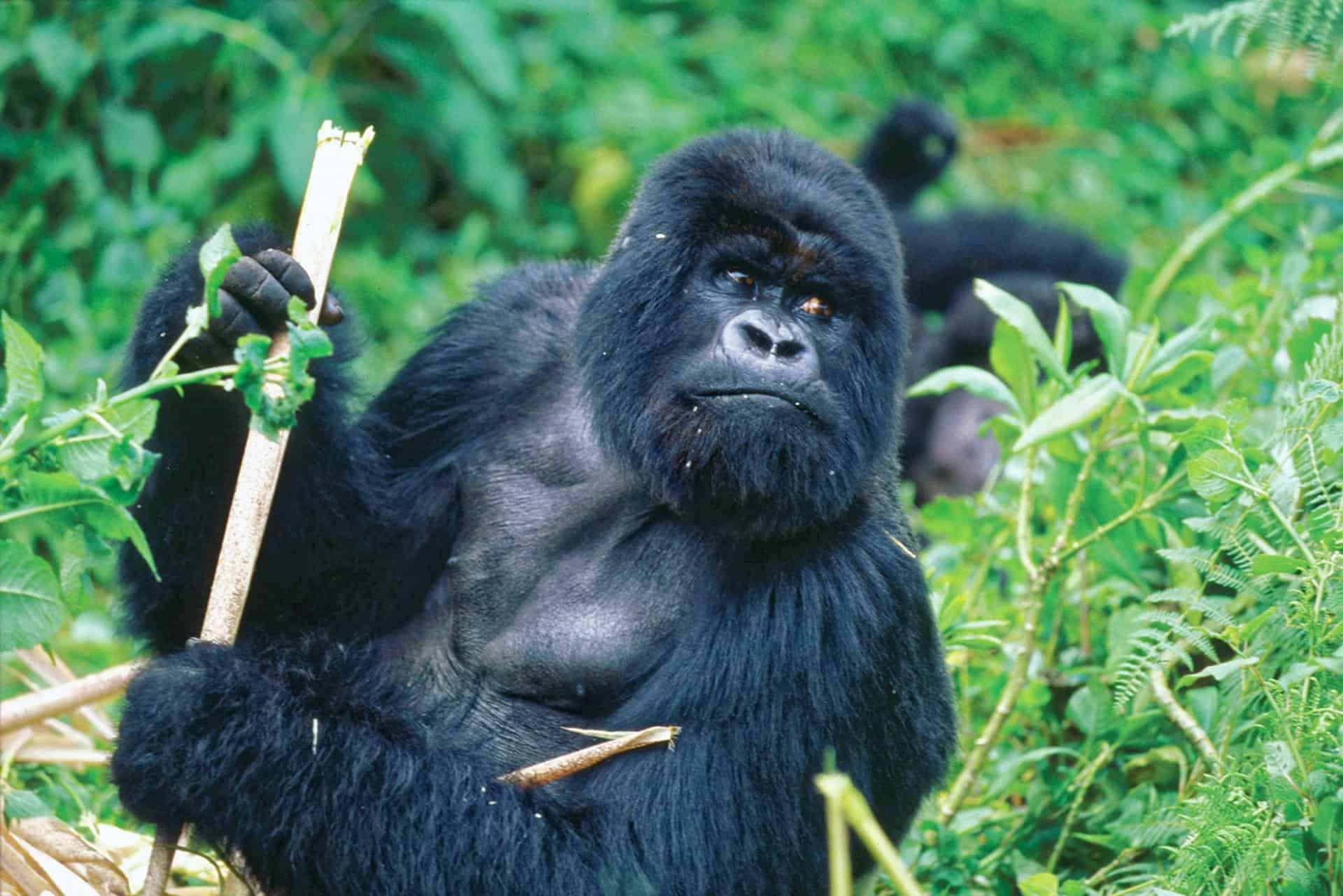 Gorilla Gcc2567d79 1920