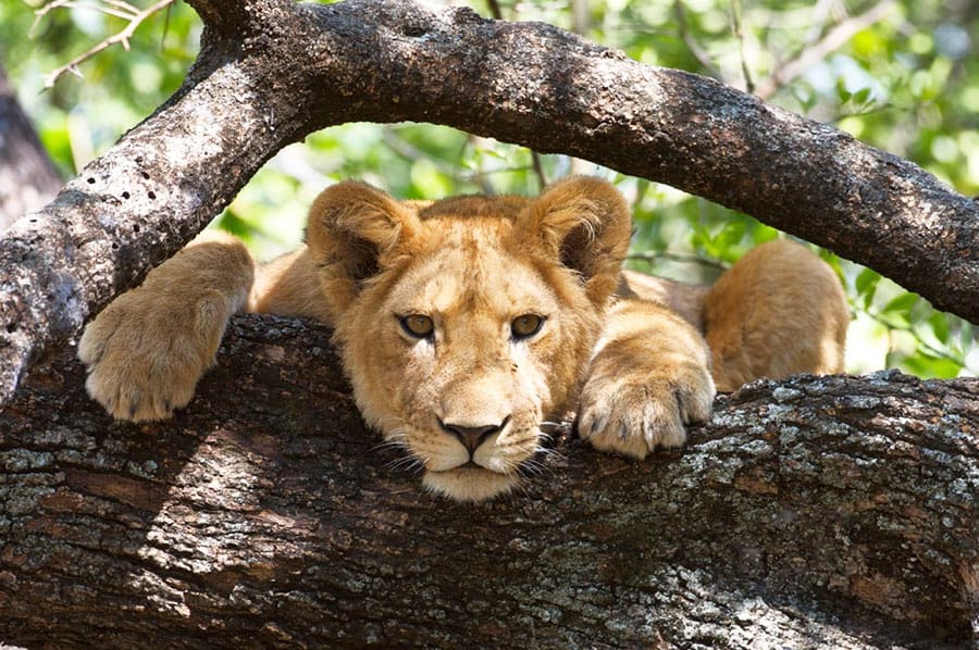 Lake Manyara National Park