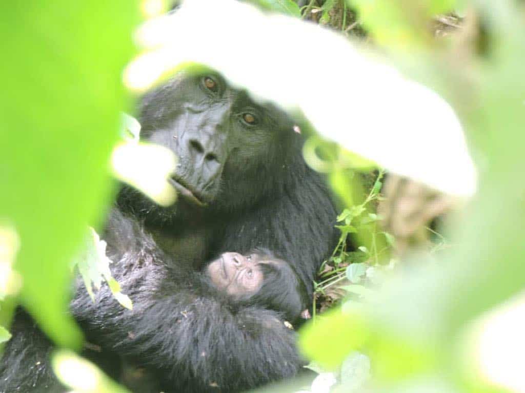 Mt Gorilla