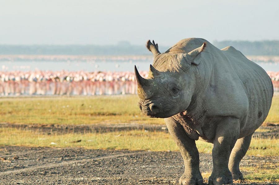 Ngorongoro Crater