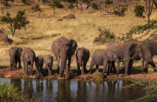 6-Day Tanzania Wildlife Safari