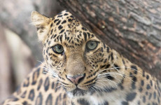 5-Day Tanzania Northern Safari Circuit