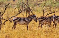 7-Day Lake Mburo, Queen Elizabeth & Gorilla Trekking Safari