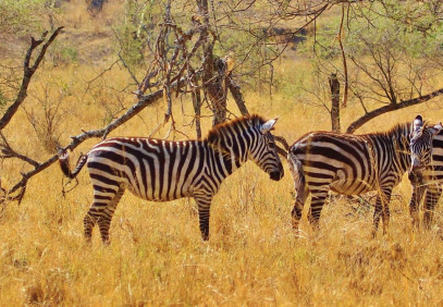 7-Day Lake Mburo, Queen Elizabeth & Gorilla Trekking Safari