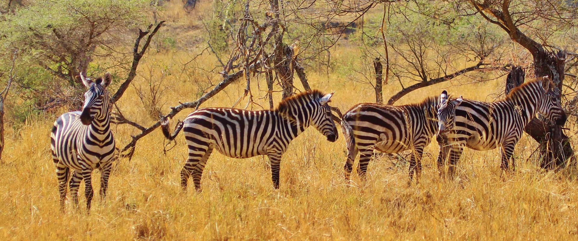 Zebra 278371 1920