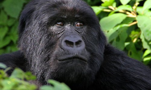 2 Days Rwanda Gorilla Trek 500x300 (1)
