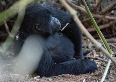 12 Days Uganda Primate Safari