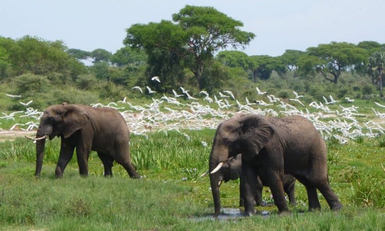 3 Days Murchison Falls National Park 750x450