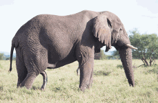 4-Day Northern Tanzania Budget Safari