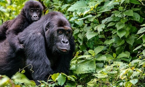 4 Days Rwanda Gorilla Safaris 500x300