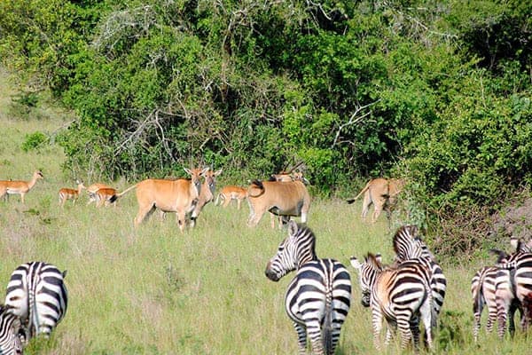 Akagera National Park Zebras Copy Copy