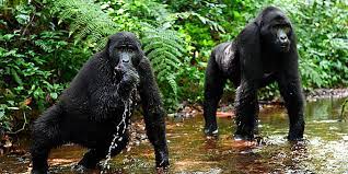 Bwindi 1