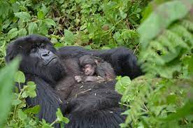 Bwindi 2