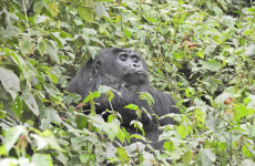 7 Days Uganda Gorillas and Wildlife Safari