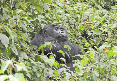 7 Days Uganda Gorillas and Wildlife Safari