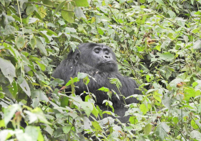 7 Days Uganda Gorillas and Wildlife Safari