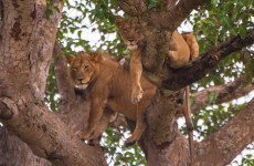 10 Days Uganda Wildlife Safari & Gorilla Trekking