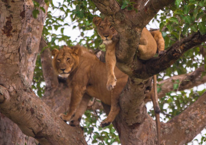 10 Days Uganda Wildlife Safari & Gorilla Trekking