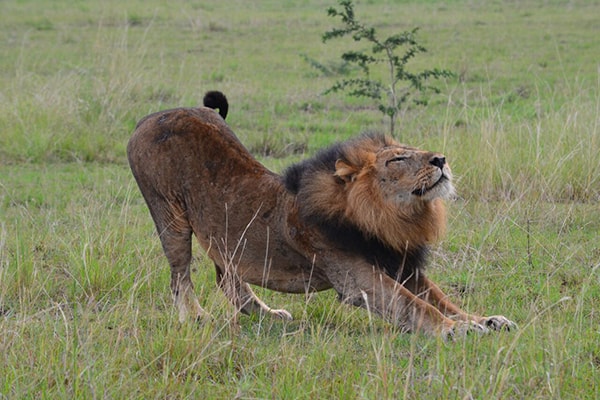 Male Lion In Queen Elizabeth National Park Copy