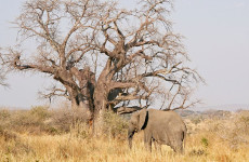 3-Day Taste of Tanzania Budget Tour