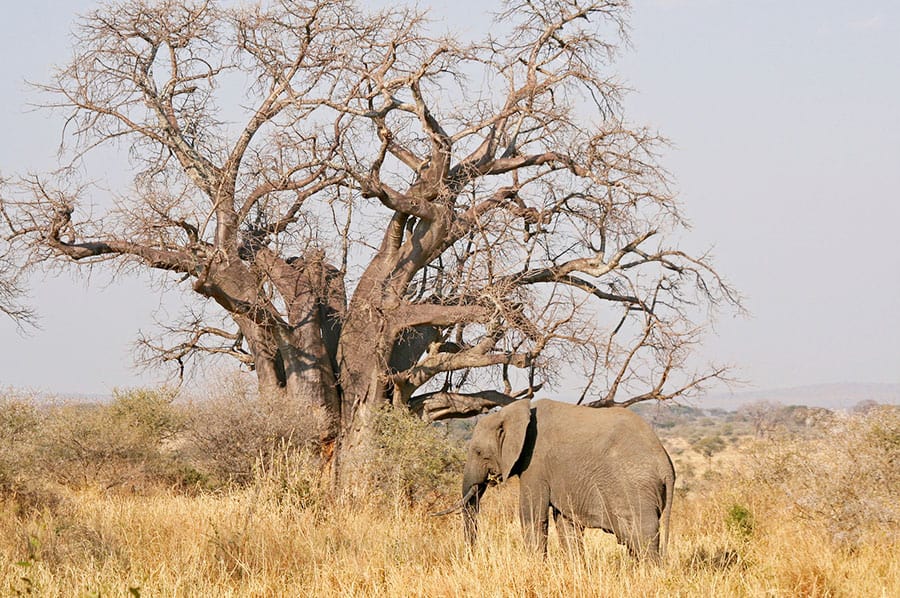 Tarangire National Park