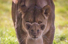 1-Day Akagera National Park Adventure