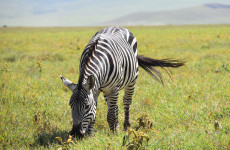 4 Days Private Wildebeest Calving Season Safari