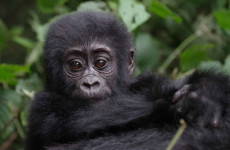 2 Days Gorilla Trekking Safari in Rwanda